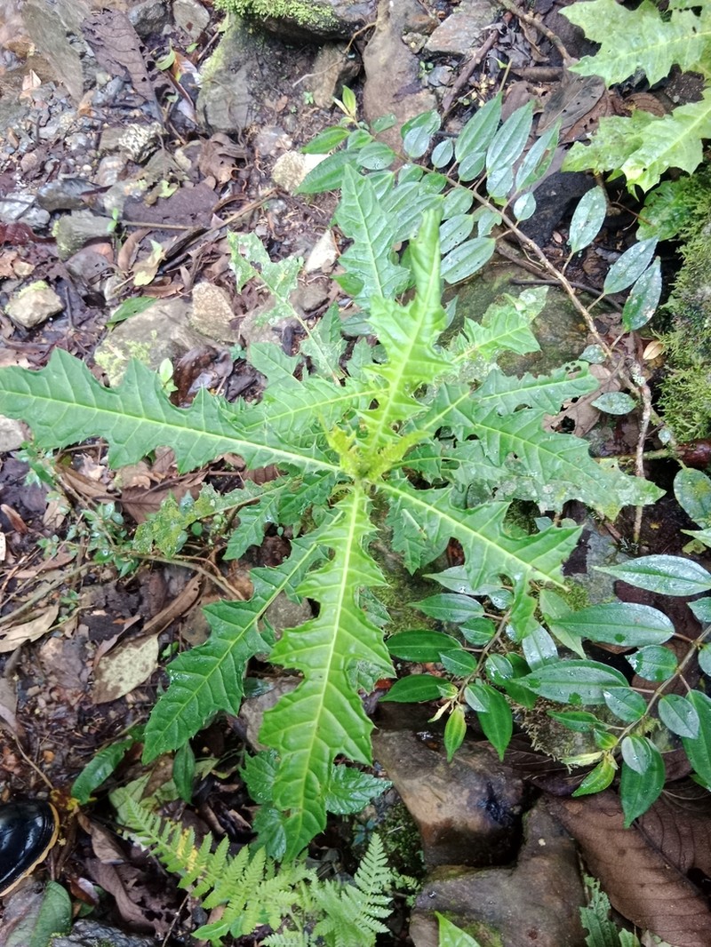 Aphelandra runcinata photo 3