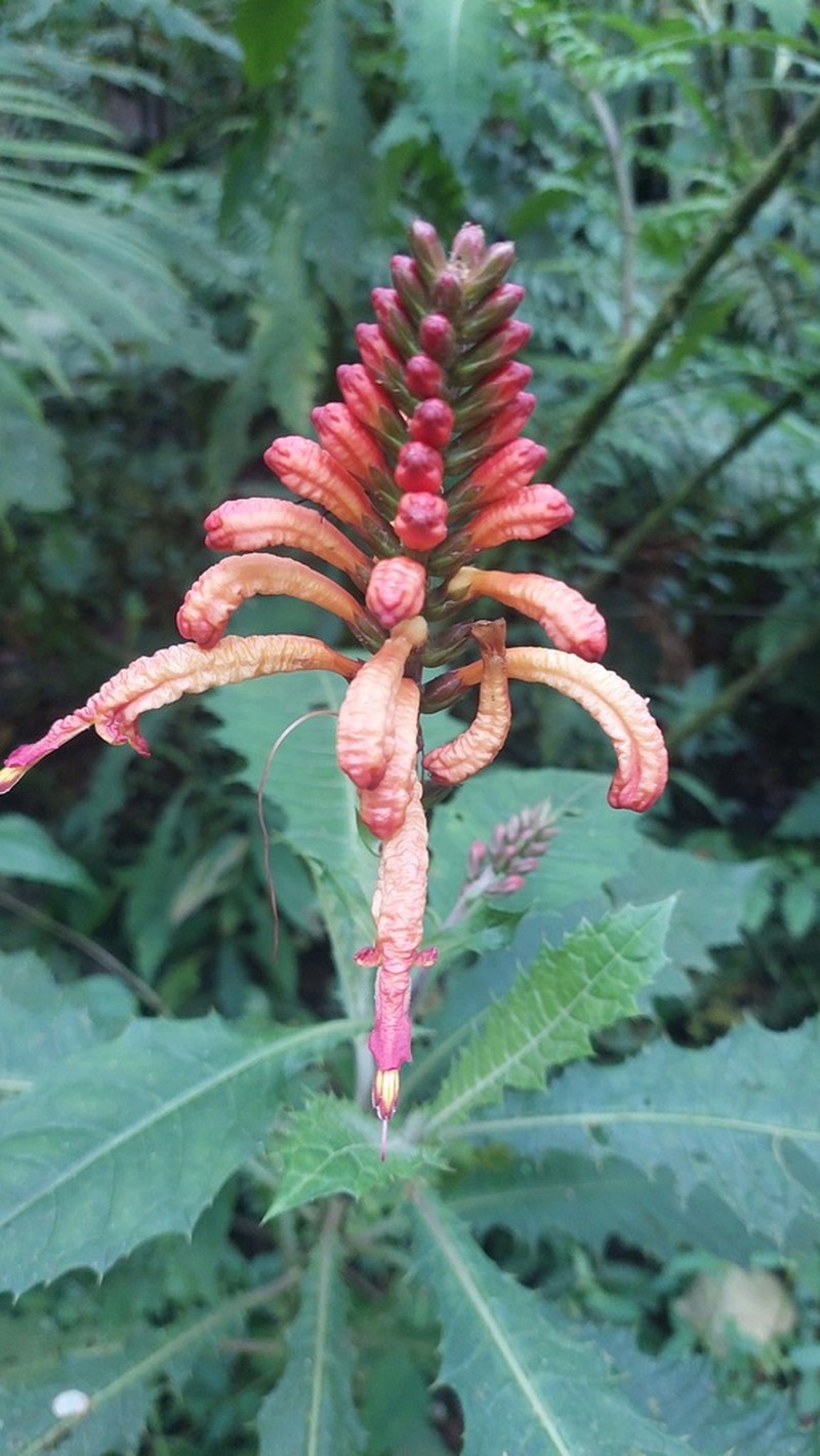 Aphelandra runcinata photo 4