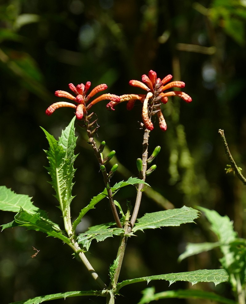 Aphelandra runcinata photo 5