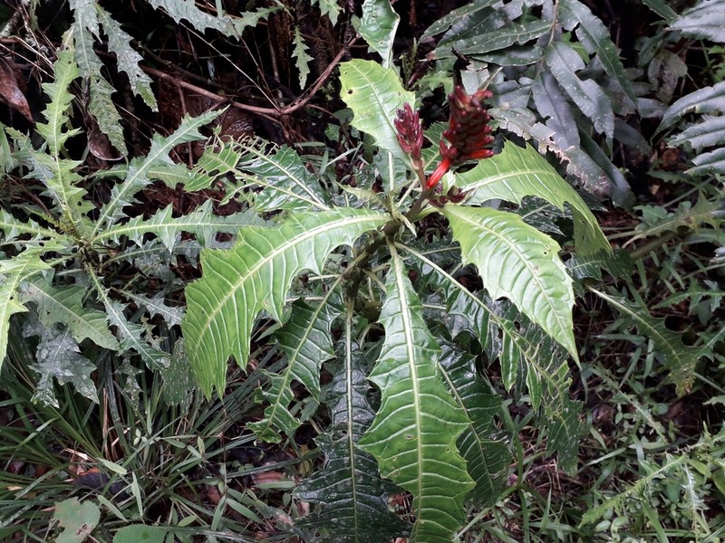 Aphelandra runcinata photo 6