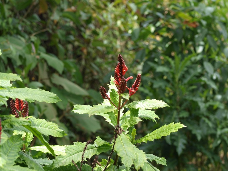 Aphelandra runcinata photo 7