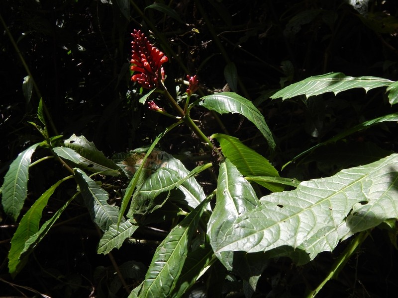 Aphelandra runcinata photo 8