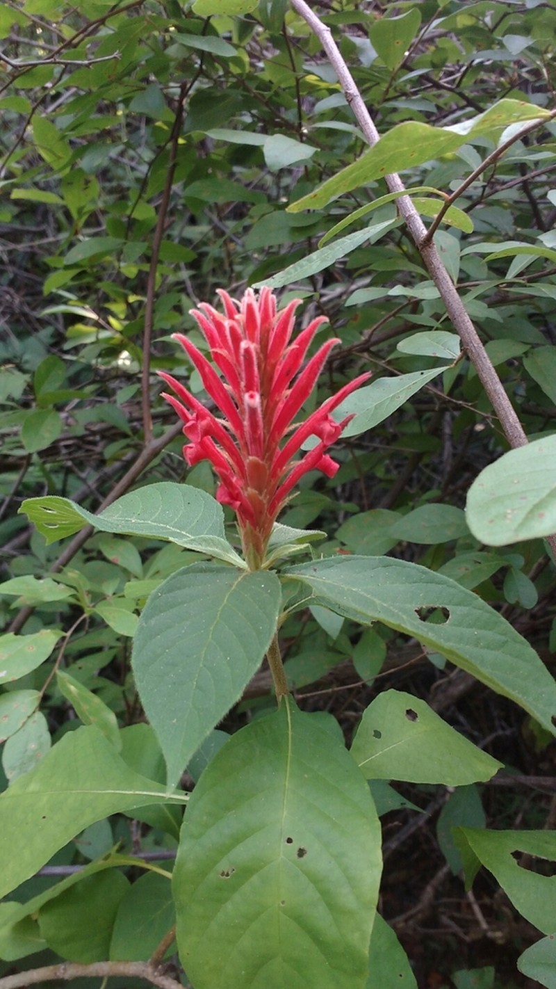 Aphelandra scabra