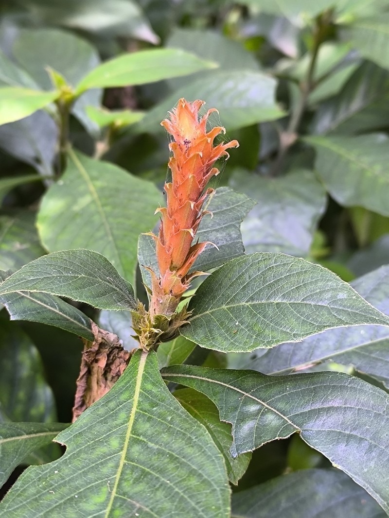 Aphelandra scabra photo 2