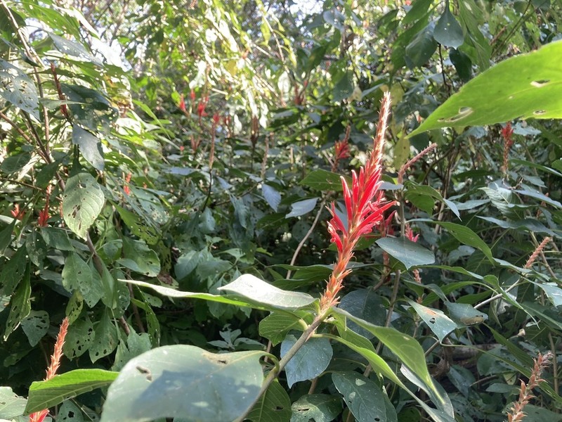 Aphelandra scabra photo 3