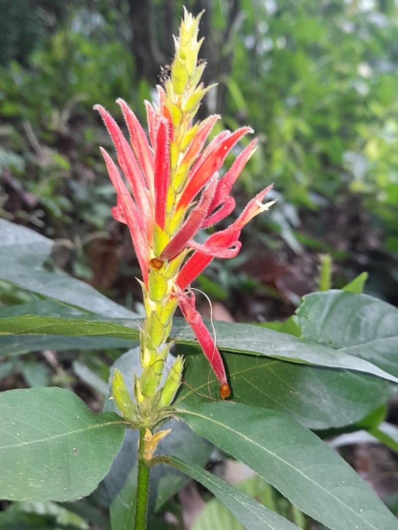 Aphelandra scabra photo 4