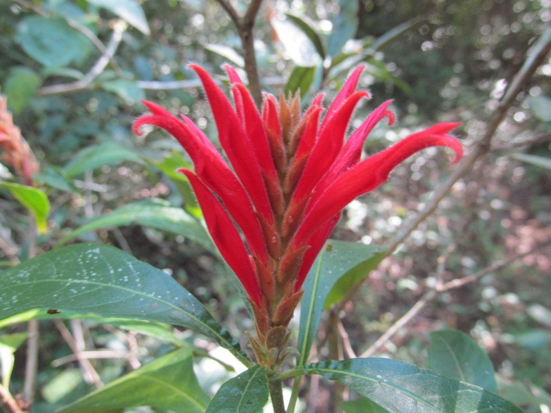 Aphelandra scabra photo 5