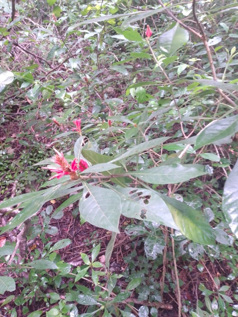 Aphelandra scabra photo 6