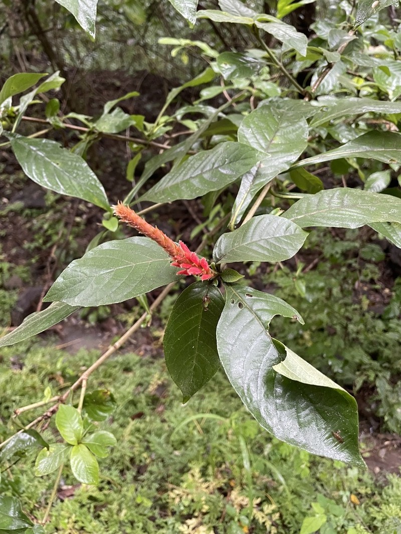 Aphelandra scabra photo 7