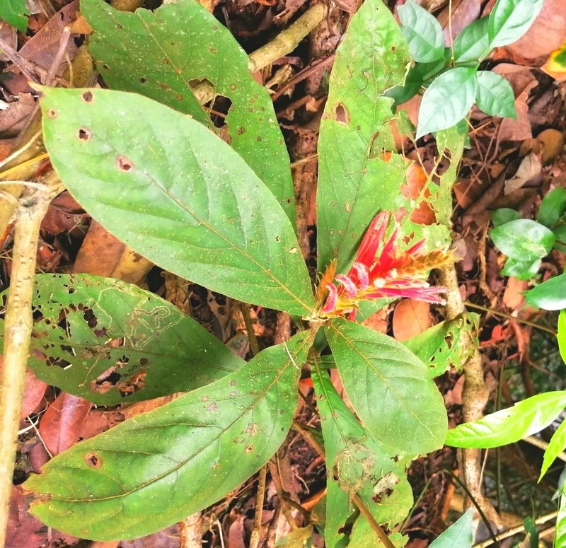 Aphelandra scabra photo 8
