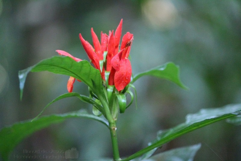 Aphelandra schiedeana