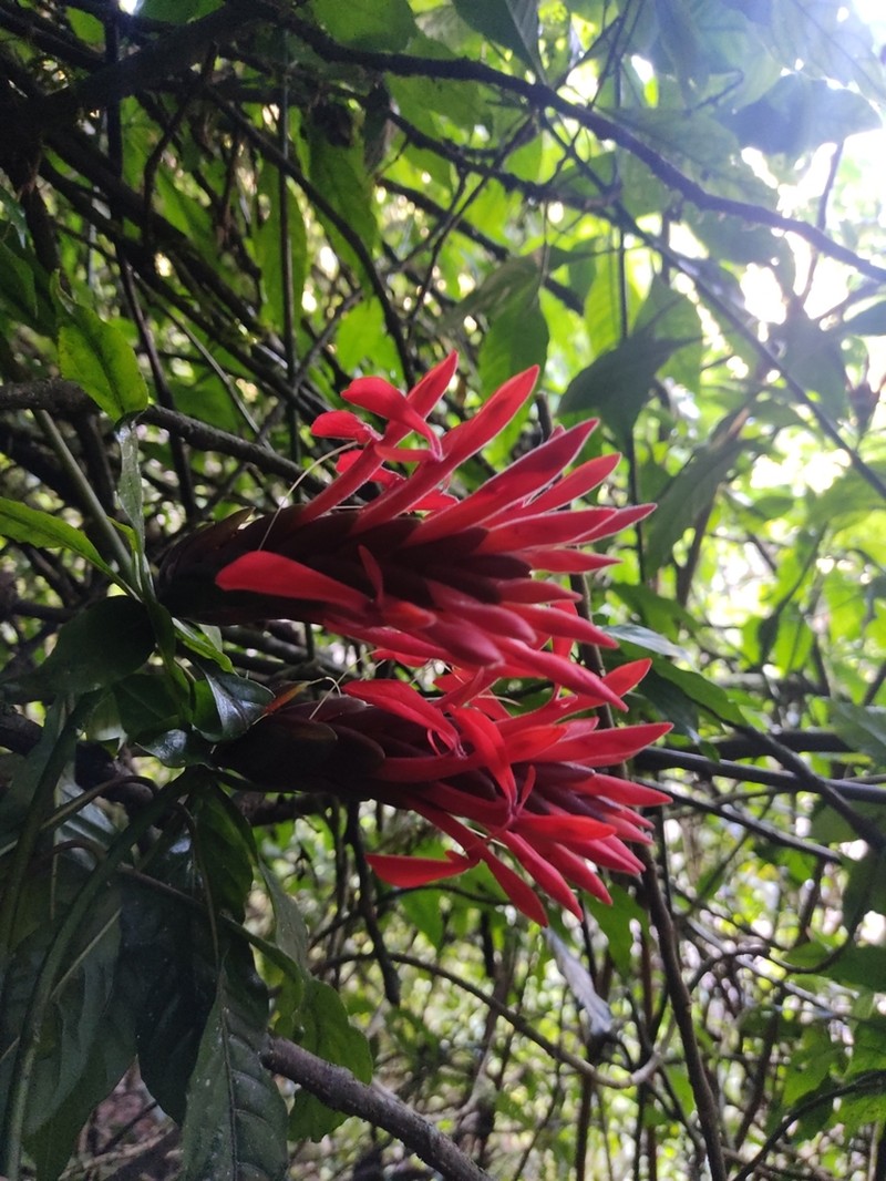 Aphelandra schiedeana photo 3