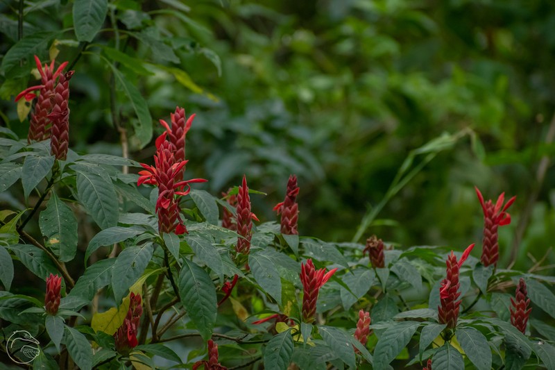 Aphelandra schiedeana photo 4