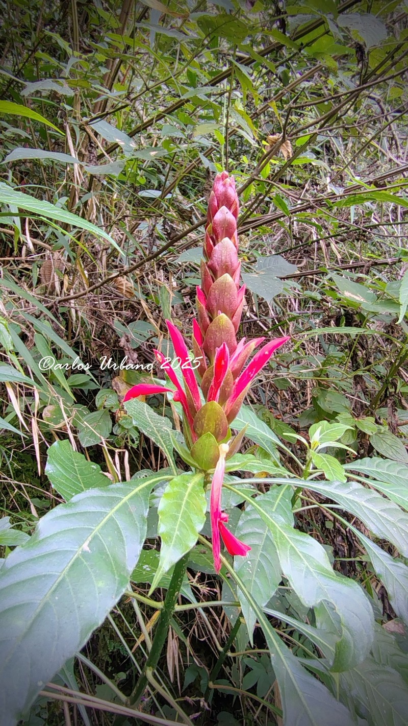 Aphelandra schiedeana photo 6