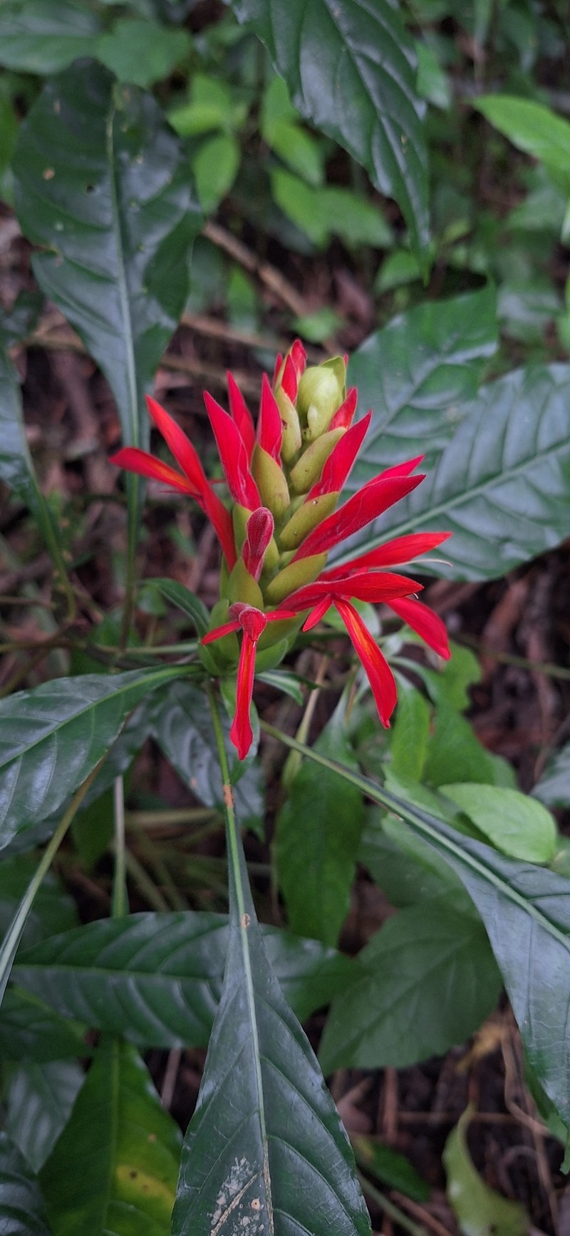 Aphelandra schiedeana photo 7