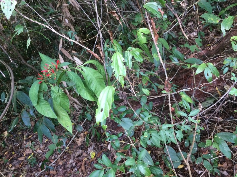 Aphelandra schottiana