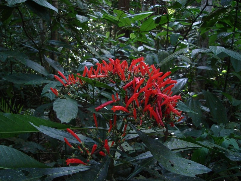 Aphelandra schottiana photo 2