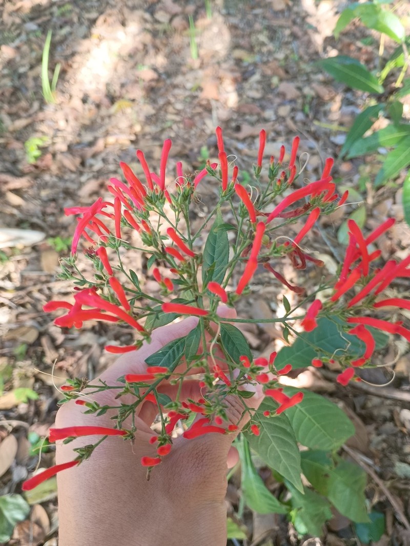 Aphelandra schottiana photo 3