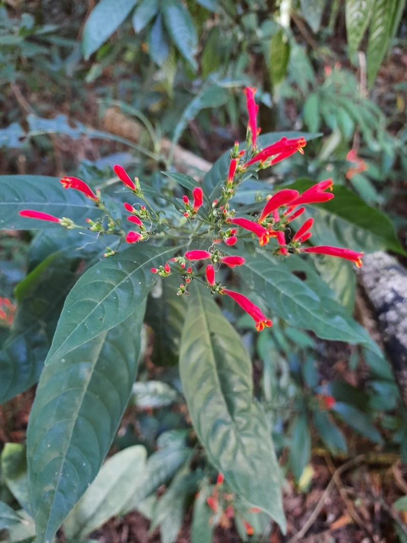 Aphelandra schottiana photo 4