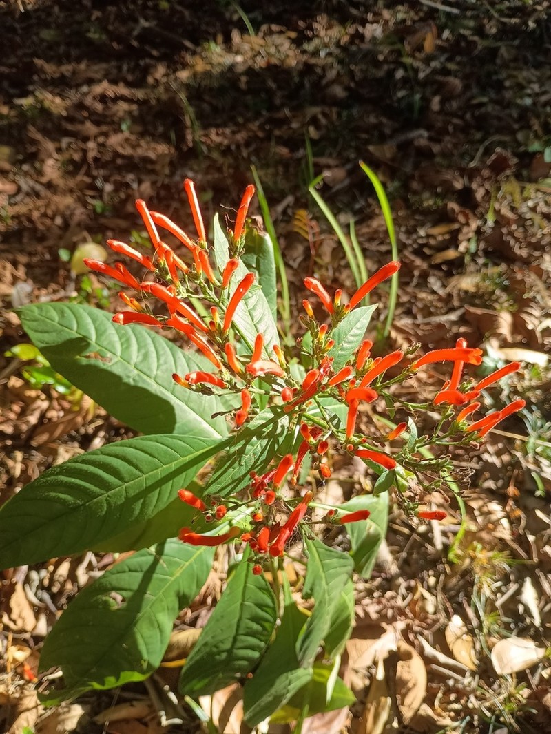 Aphelandra schottiana photo 6