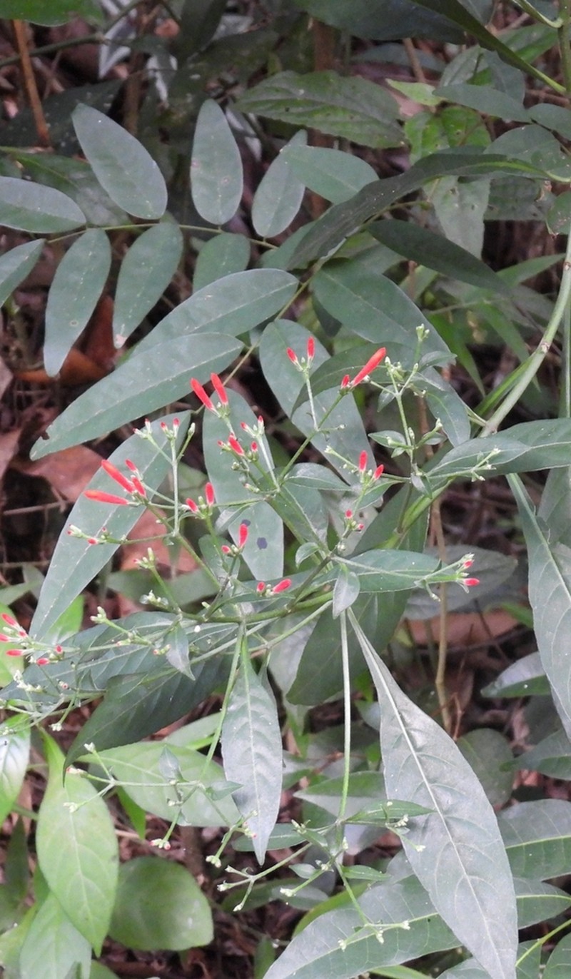 Aphelandra schottiana photo 7