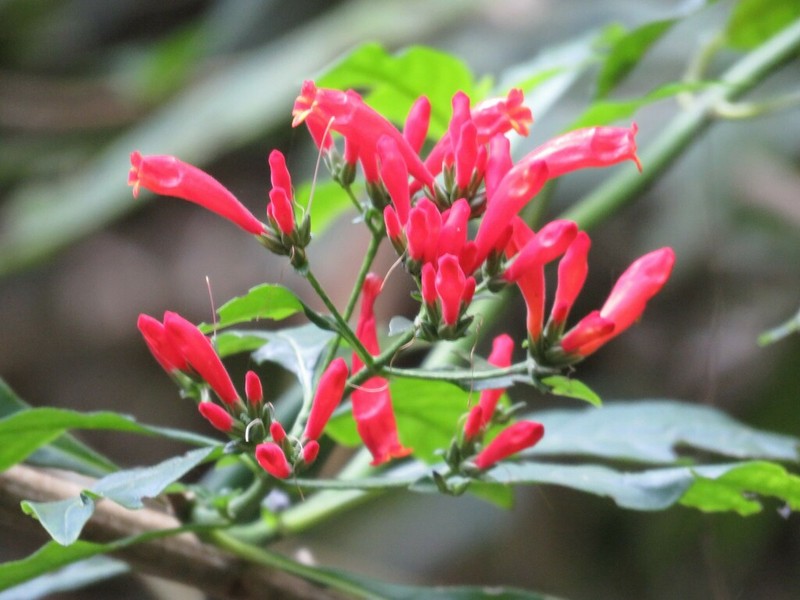 Aphelandra schottiana photo 8