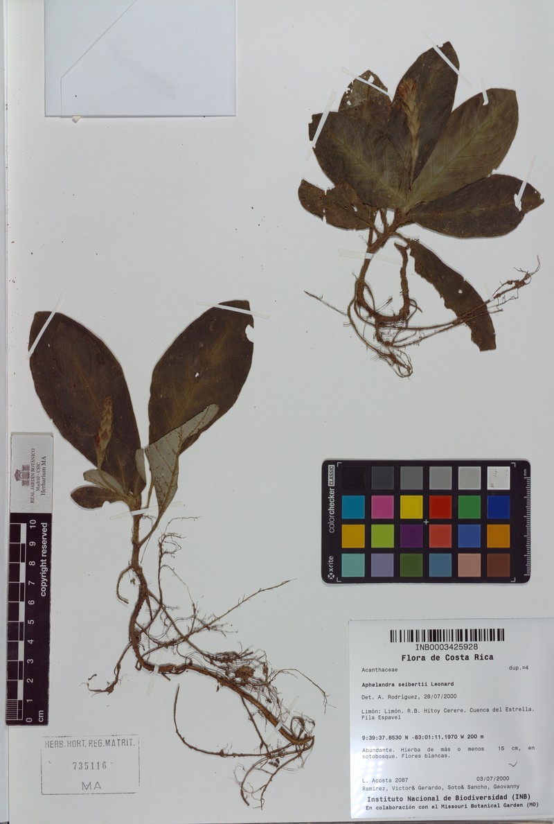 Aphelandra seibertii