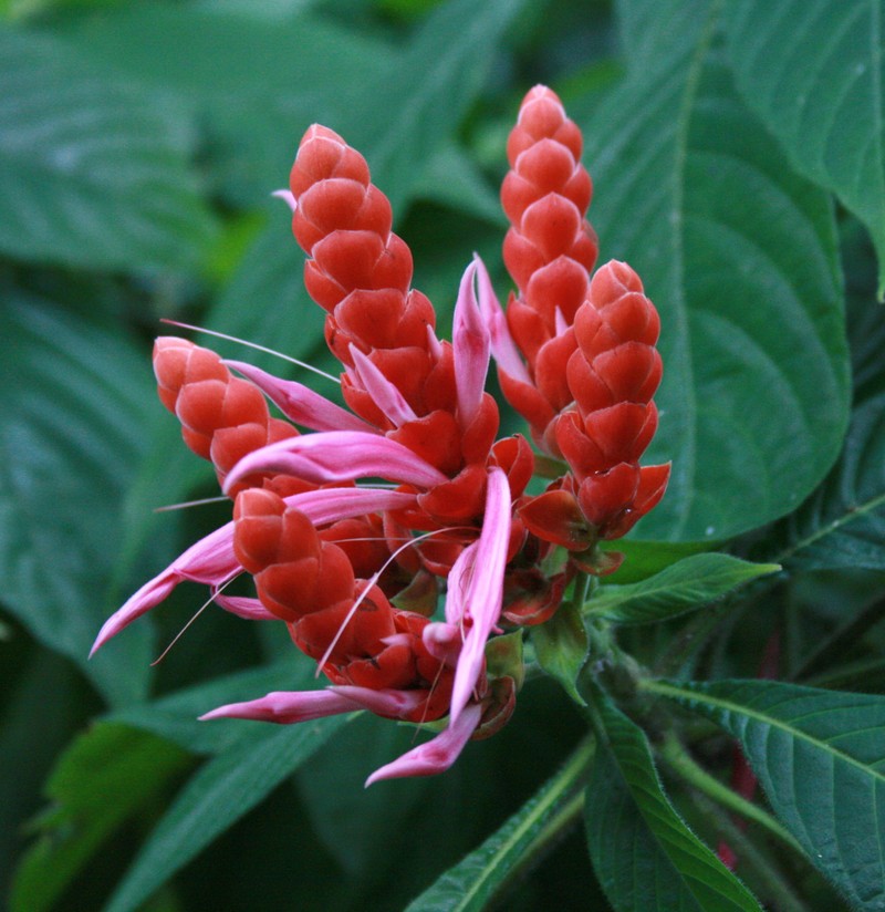 Aphelandra sinclairiana