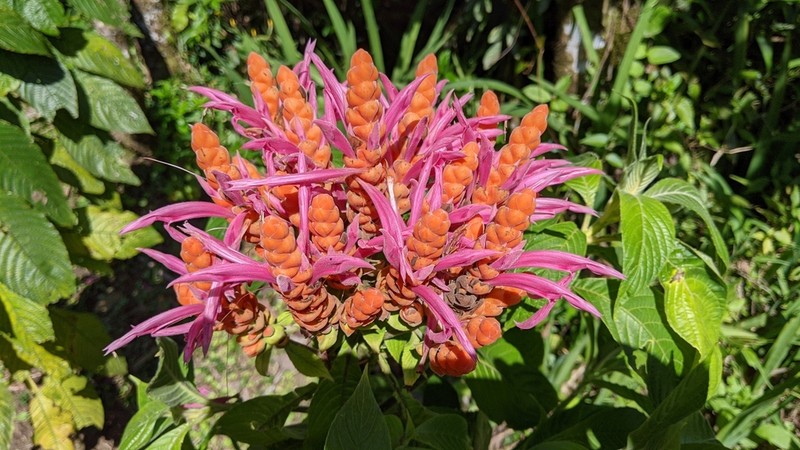 Aphelandra sinclairiana photo 2