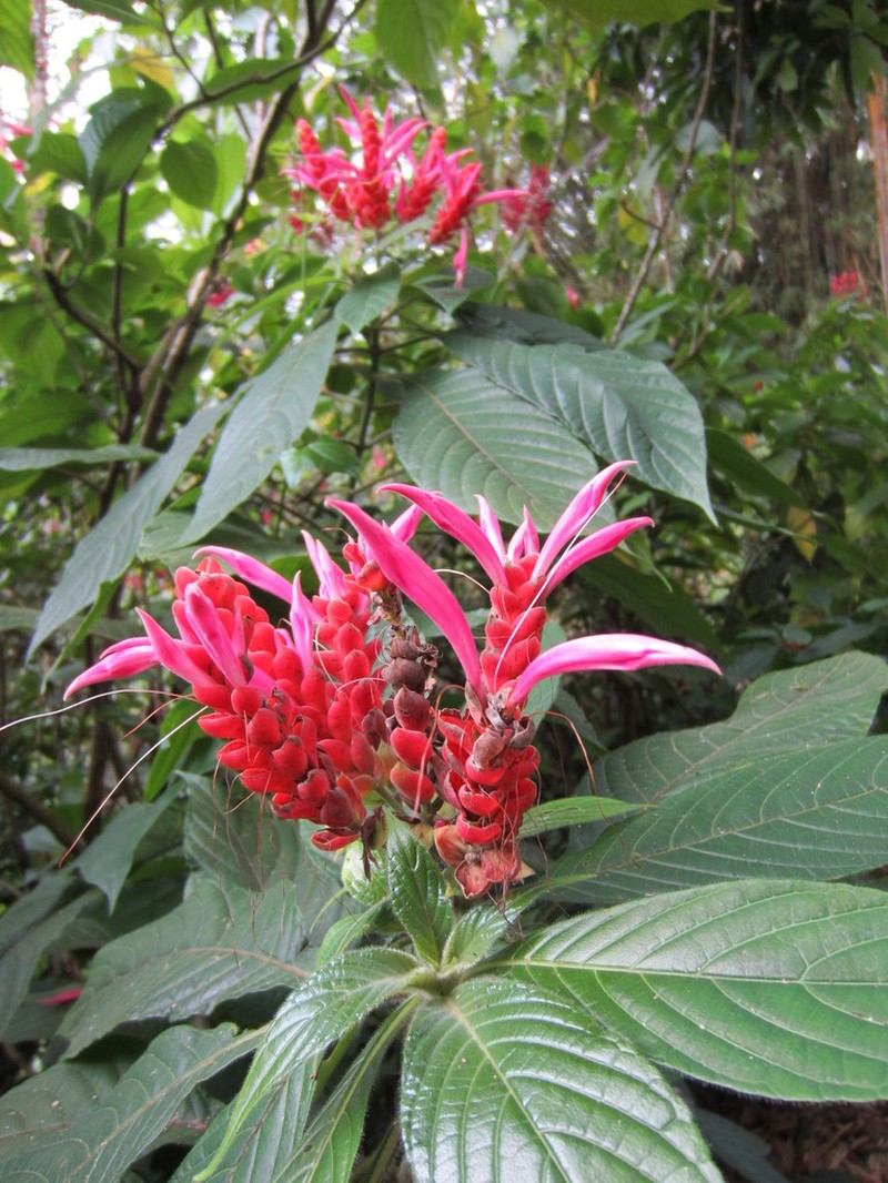 Aphelandra sinclairiana photo 3