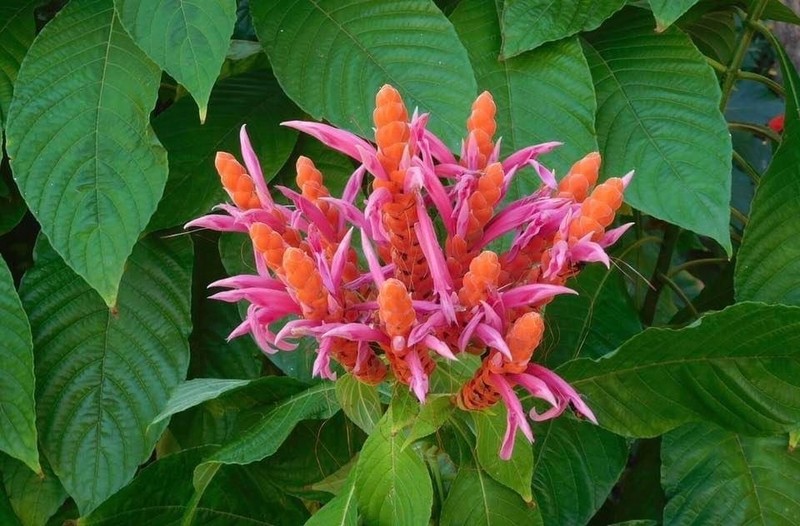 Aphelandra sinclairiana photo 4