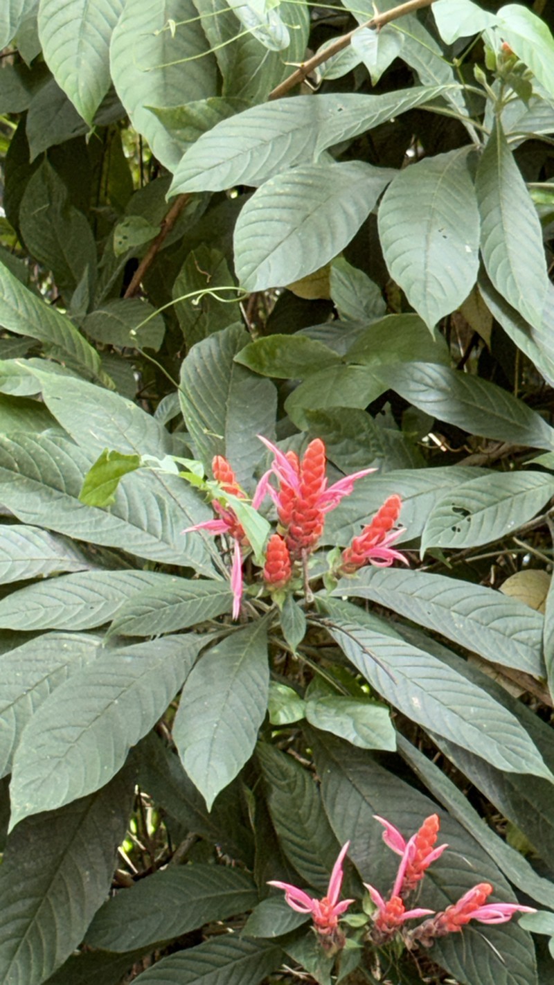 Aphelandra sinclairiana photo 5