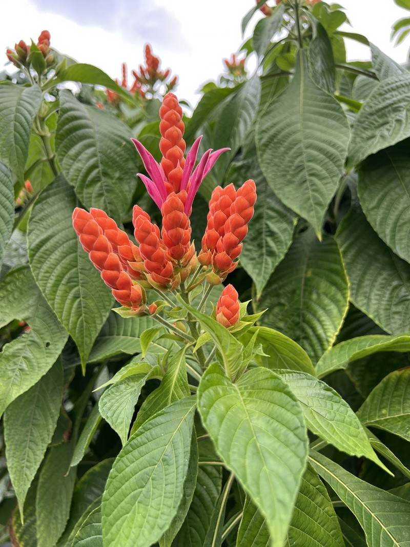 Aphelandra sinclairiana photo 6