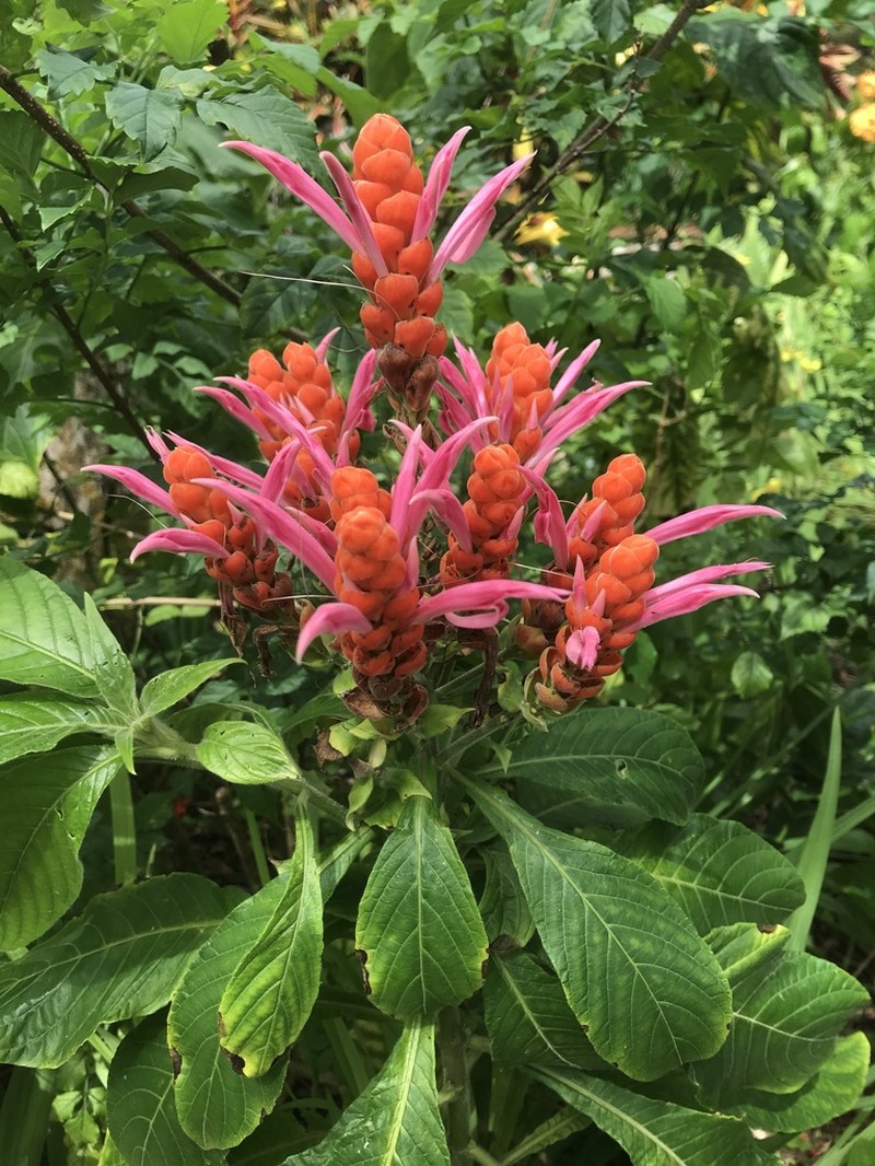 Aphelandra sinclairiana photo 7