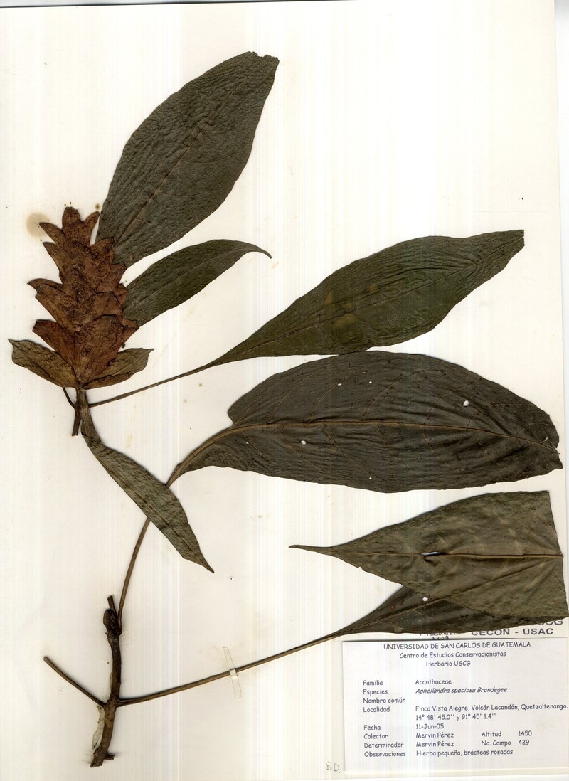 Aphelandra speciosa photo 2