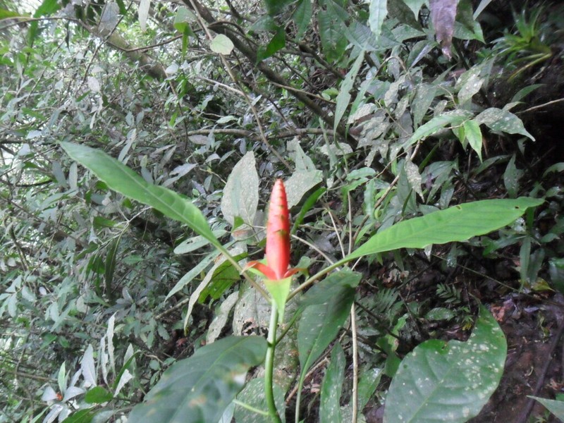 Aphelandra speciosa photo 3