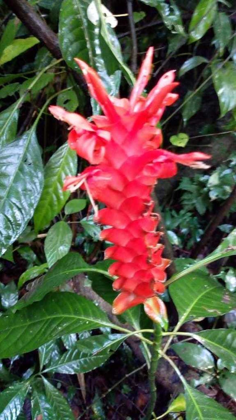 Aphelandra speciosa photo 4