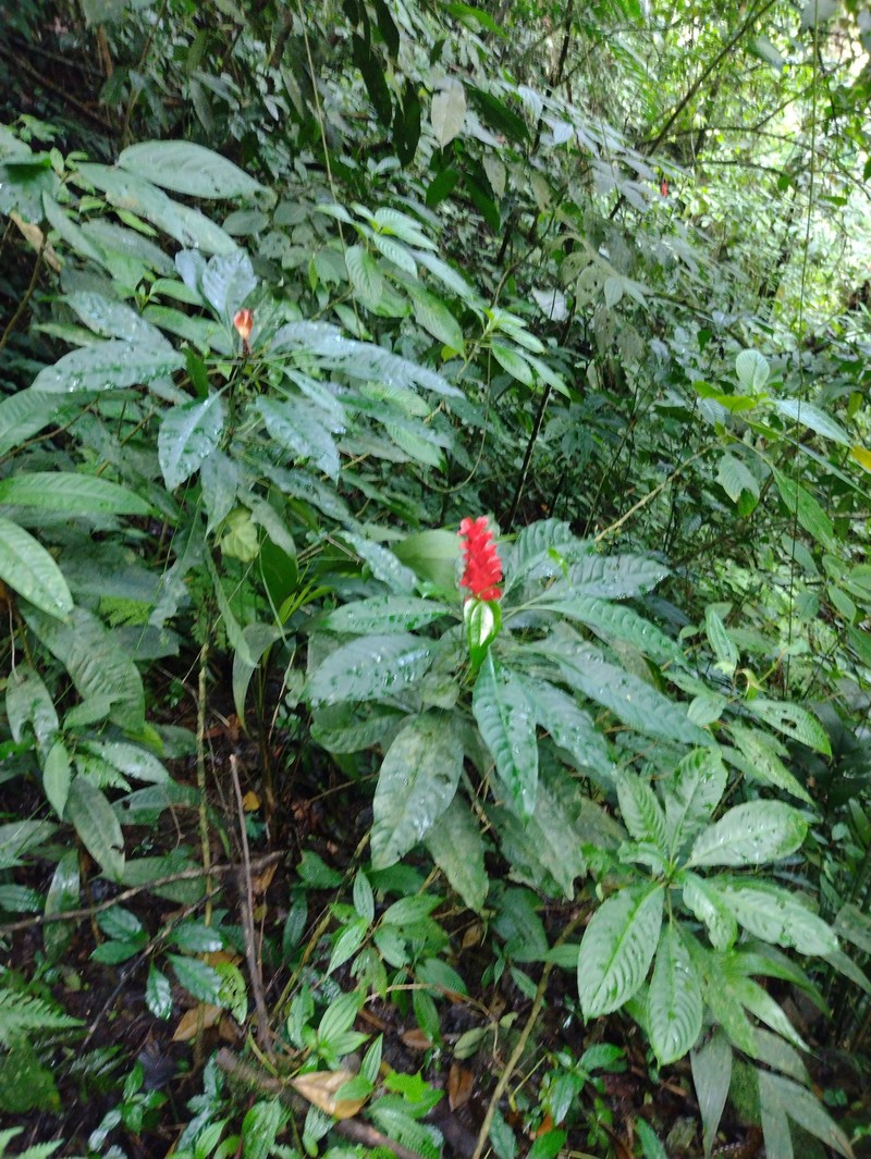 Aphelandra speciosa photo 5