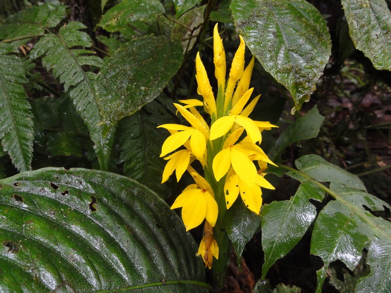 Aphelandra sulphurea