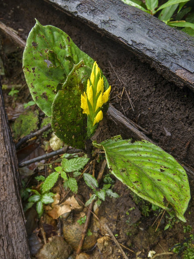Aphelandra sulphurea photo 2