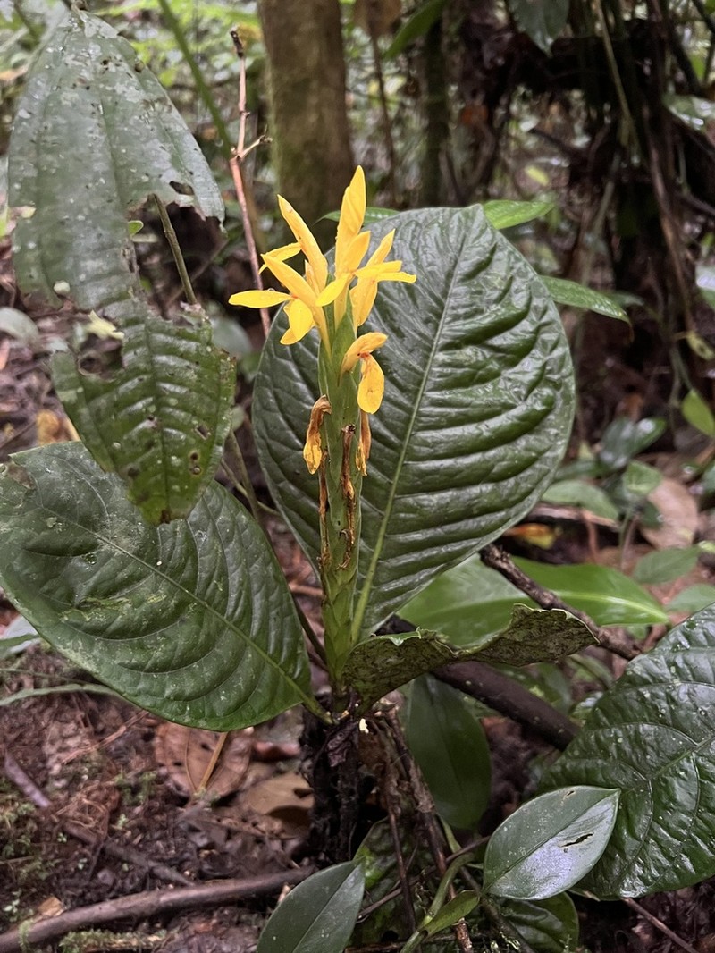 Aphelandra sulphurea photo 3
