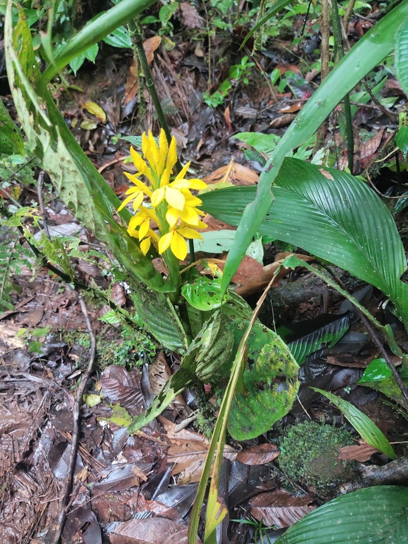 Aphelandra sulphurea photo 5