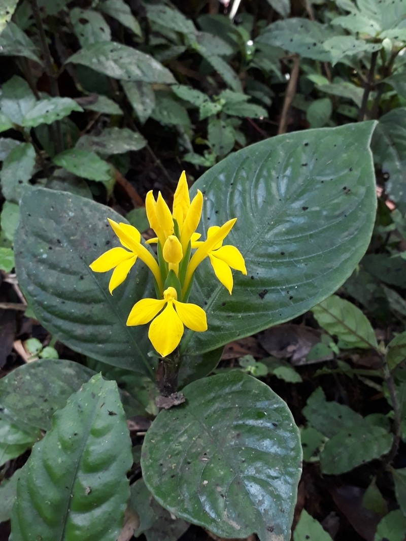 Aphelandra sulphurea photo 6