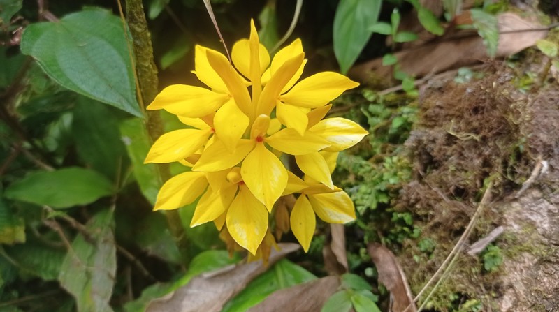 Aphelandra sulphurea photo 8