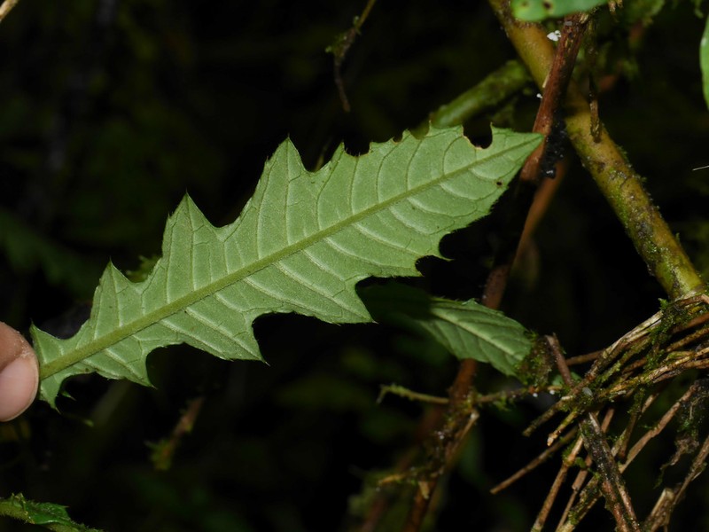 Aphelandra tillettii