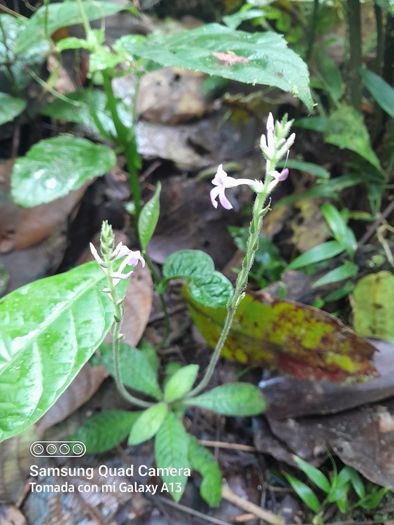 Aphelandra tonduzii