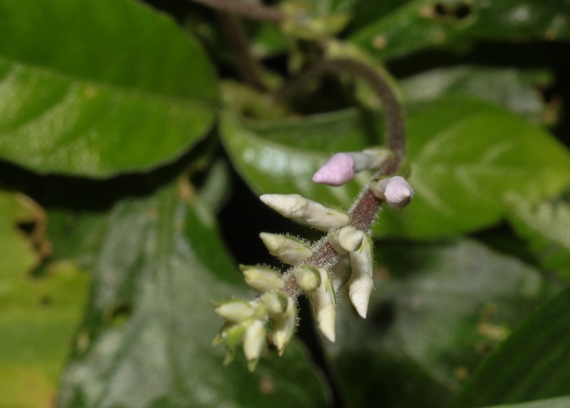 Aphelandra tonduzii photo 2