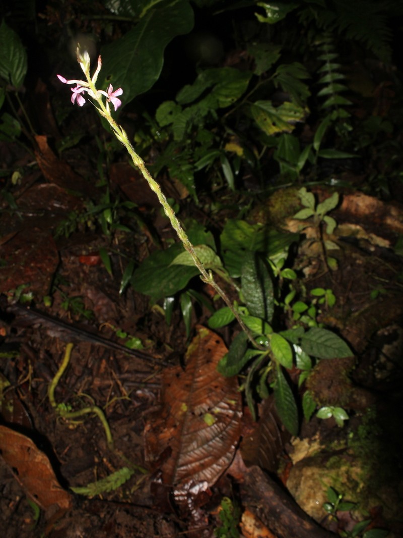 Aphelandra tonduzii photo 3