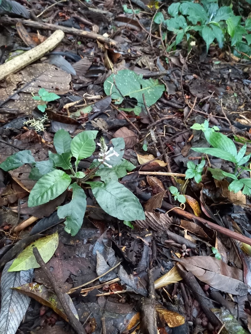 Aphelandra tonduzii photo 4