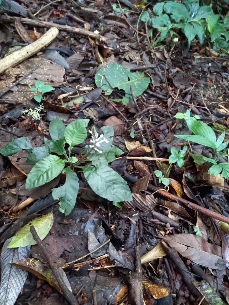 Aphelandra tonduzii photo 6